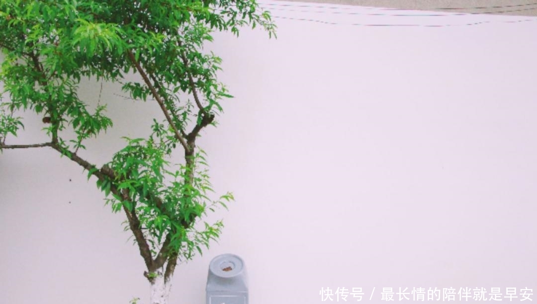  「巴掌」【巴巴掌】广汉这个村颜值不一般！村民都是庭院“设计师”～