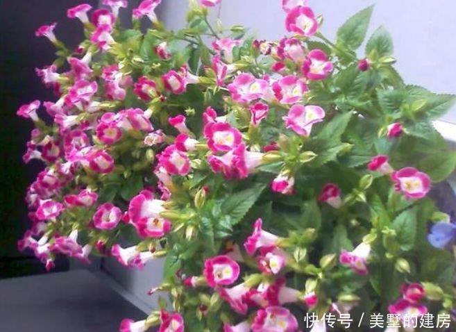  家里@家里阳台必养此款花卉，花色繁多，具有较高的观赏价值