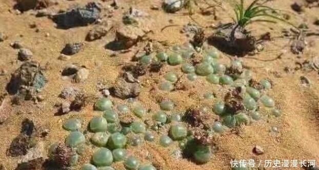 非洲大陆满地“碧玉”，导游却警告：别犯浑，不要去碰！