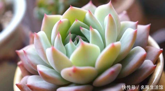  「越养越」新手养花就养此3种，开花简单不用多管，沾水就爆盆，越养越喜欢