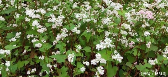  种子：在农村，种此物好赚钱吗？一亩产量能达250斤，还行！