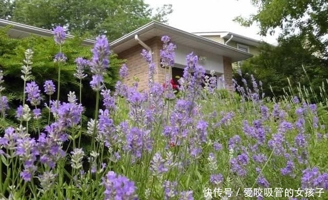 #培育#南方养薰衣草过一年就会挂,可每年播种培育,还可用枝条扦插繁殖
