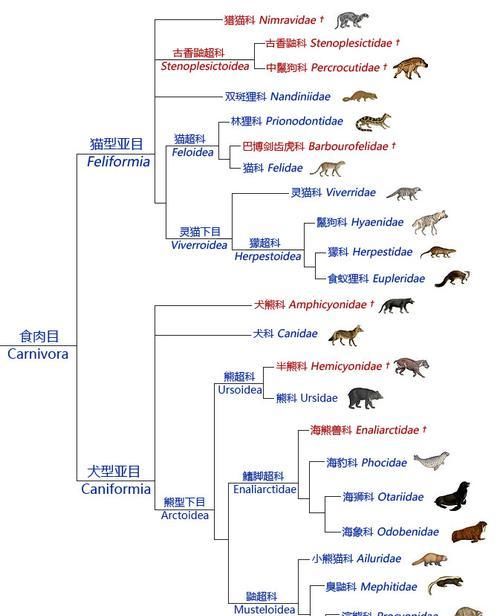  『犬科』同为食肉动物，为什么猫科体型比犬科大得多？