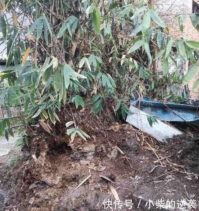  [花钱]农村大哥，专门挖这种土养花，不花钱开花真旺！