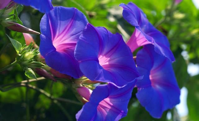  「矮牵牛的繁」这两种花都叫“牵牛花”，却一个“高”一个“矮”