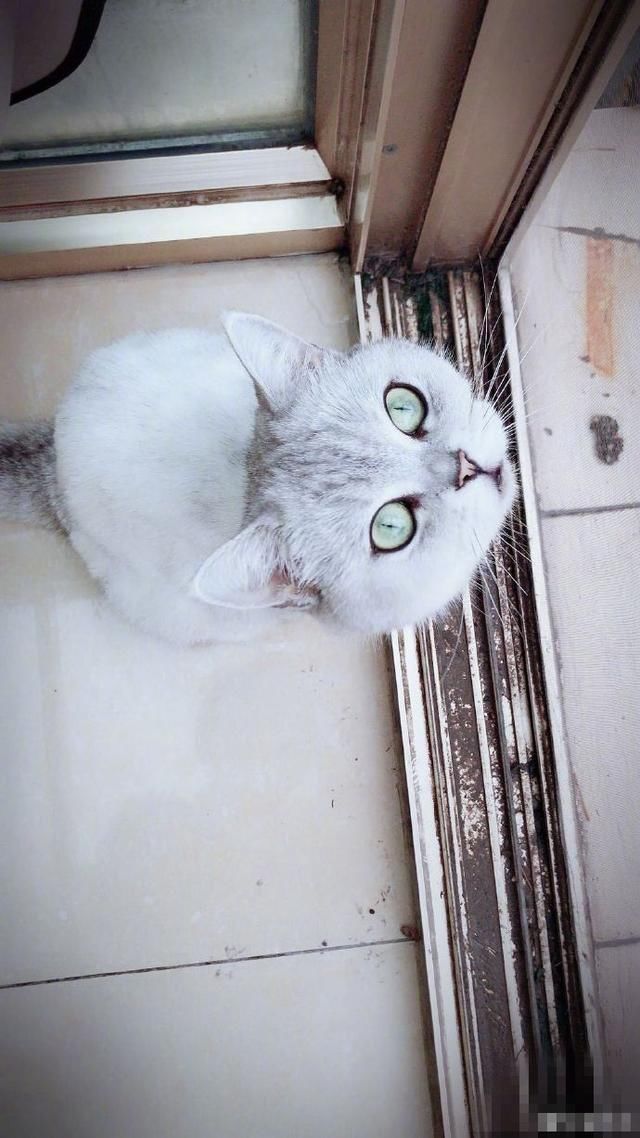 黄毅清称周六公布铲屎官婚外情证据 食言打脸 网友：实锤呢？