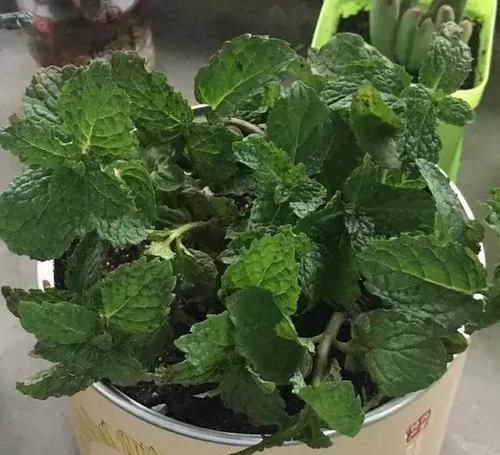  「最适合」盆栽浇水就死，试试这些“喜水”植物，再也不用担心浇花浇死了
