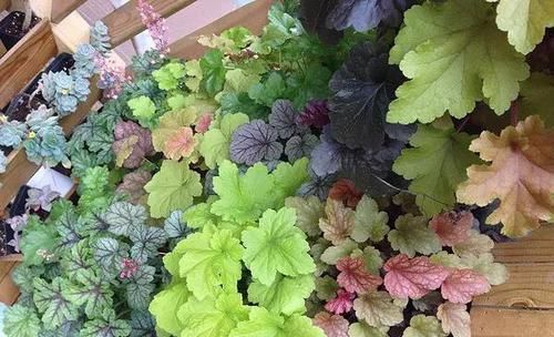  『植物』这种五彩斑斓的观叶植物，好养耐寒，让阳台或花园变得色彩缤纷！