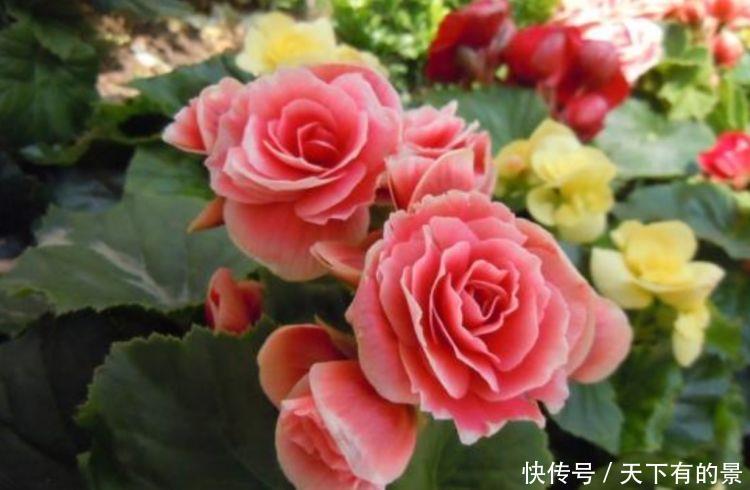 #开花#4种花适合新手养,不用费心,好养又好看,一开就是300天