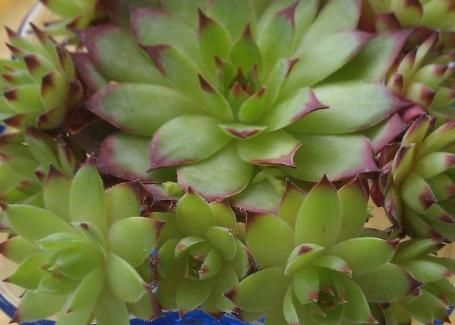  「天南星科」桌上都喜欢放盆植株，水培干净受欢迎，漂亮的观音莲可以一试