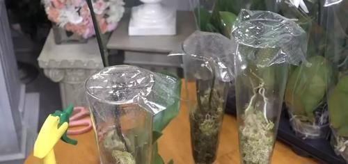  『再次』谢花的蝴蝶兰不仅能再次开花还能冒高芽，蝴蝶兰发高芽的2个方法