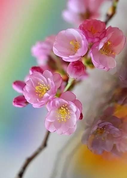  『代表着』花友选出了自己认为最美的50种花