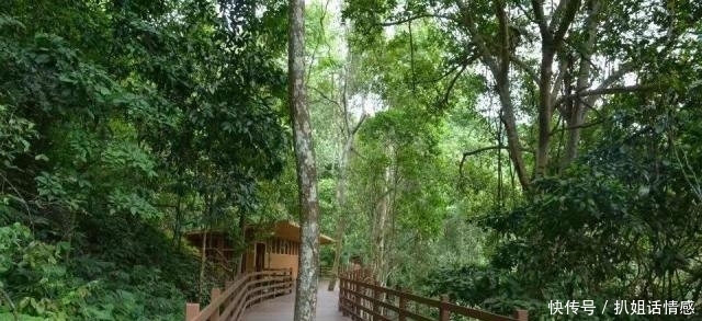 在西双版纳的野象谷,我没有看到野象,却看到了濒临灭绝的危险