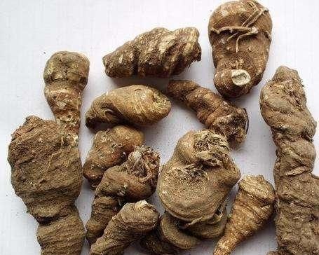  采挖■它长在野外，农人采挖后，有人450元一斤收购，但为何无人