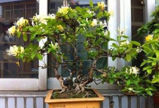  龙舌兰@有4种“植物”最适合养客厅，有钱人都爱养，难怪越来越富！