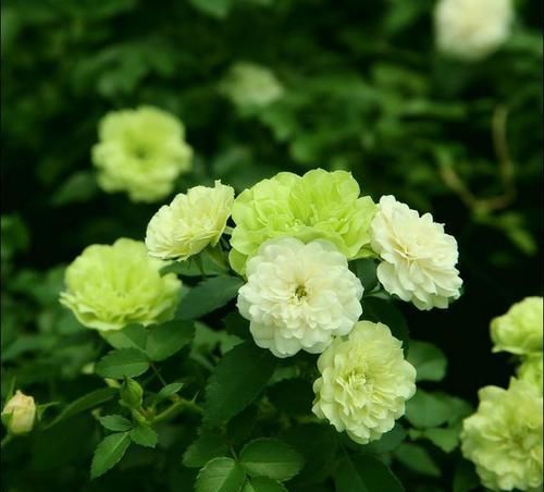  『值得』月季新奇，植株紧凑小巧，花色新颖独特，花香幽远持久，值得拥有