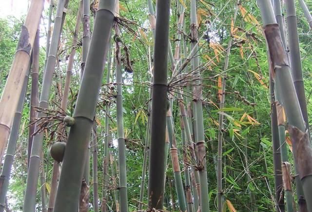  年才@50年才结一次果实，落地就发芽，市场价百元一斤，运气好才能吃到