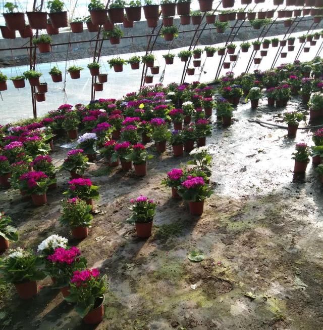  [盆栽]宋庄镇花农两天卖出3000盆滞销盆栽花