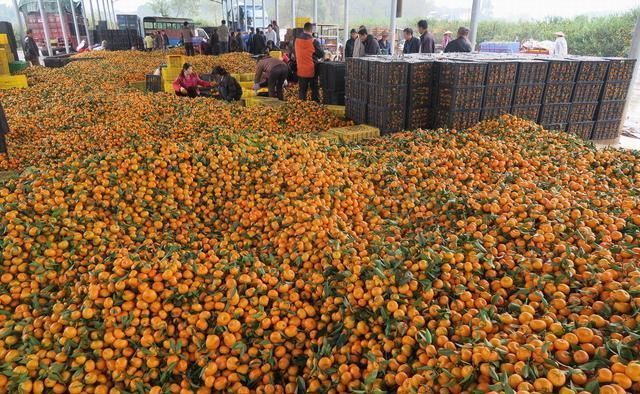 水果收购商：对不起，我一点也不同情滞销大爷