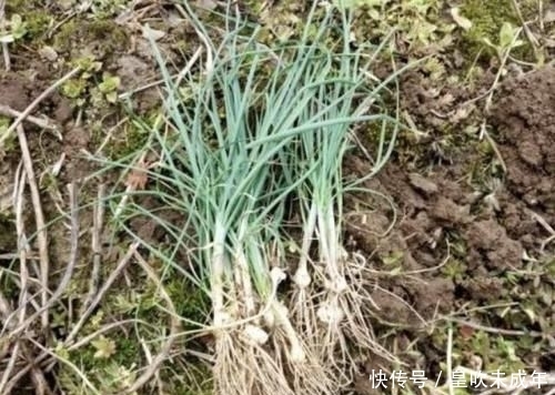 根茎:农村的农田里,有1种“小根蒜”值钱,碰到要爱护,根茎也珍贵!