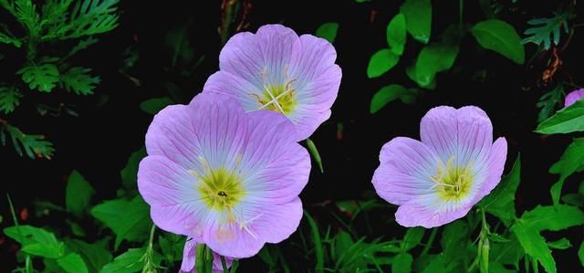 #适合#3种花适合懒人养护,价格便宜开花漂亮,花色丰富好养易活