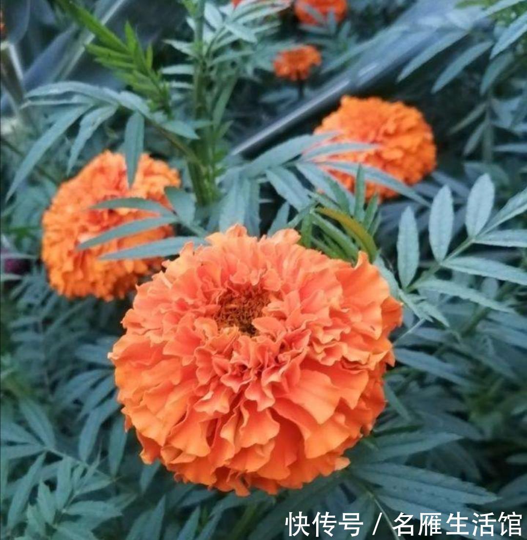  『光照』春天这5种花，要多晒太阳，不然光长叶子，开花少