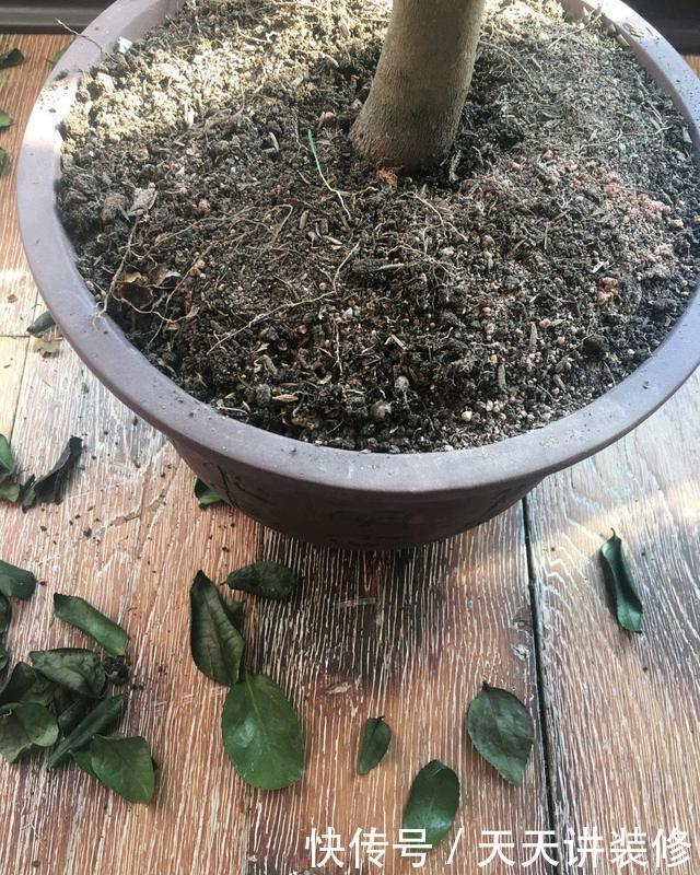 『盆土』茶花搬到室内就掉叶枯花苞?盆土浇不透水是祸端,要选对浇水方法