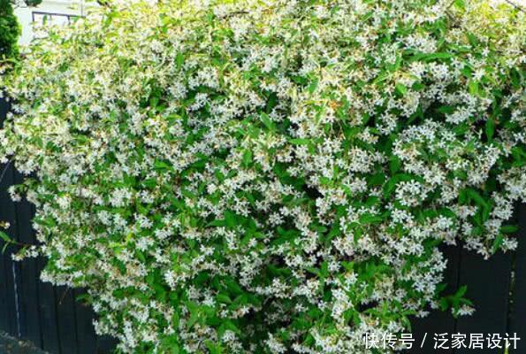  「日常」风车茉莉花朵非常像风车，日常养护风车茉莉有哪些技巧？