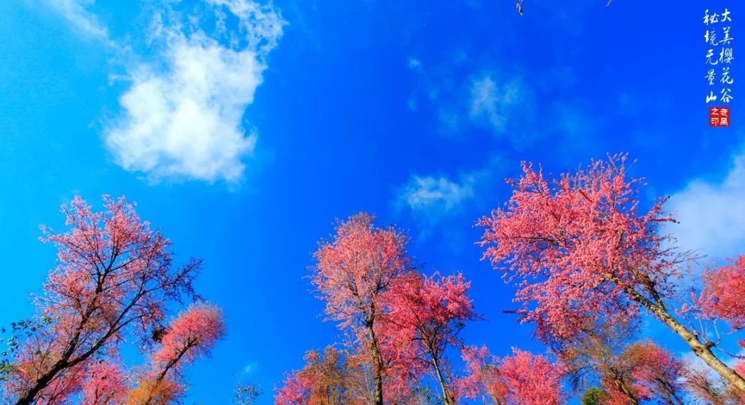 大美无量丨樱花谷的樱花又开了，未来20天，赏花正当时