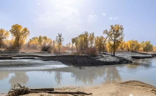 大美新疆，上眼胡杨