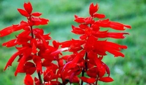  『花园』养花就养清新脱俗的，好养易爆盆，四季花开不停，阳台变温馨花园