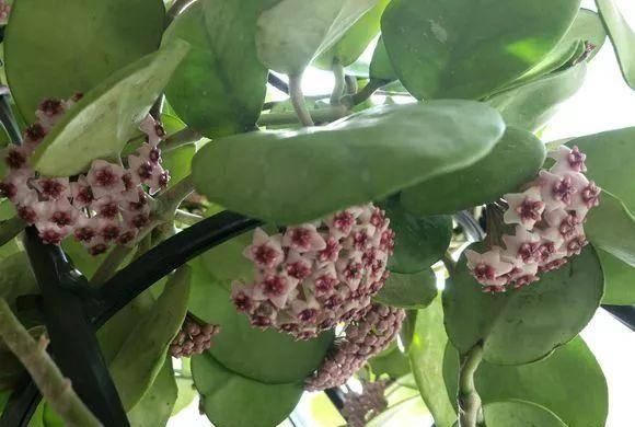  家里■家里养这几种爬藤植物，整面墙全是花
