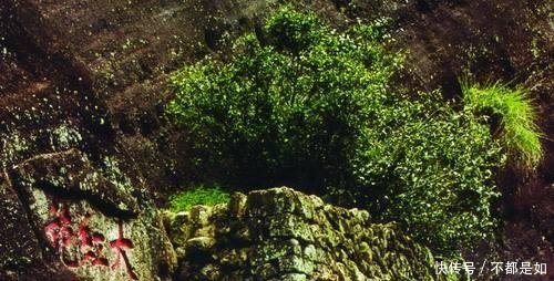 全球最美的5棵树，1棵身价过亿在中国，1棵是电影里的“常客”