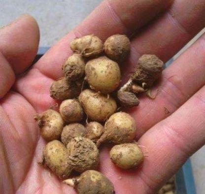  「可惜」玉米地里的一种野草15年前天天挖，现在一斤50元可惜大