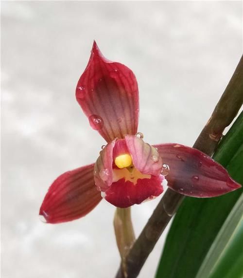  『边线』兰花界的香王，花形奇特，花色鲜红夺目，叶色金边线艺，美极了