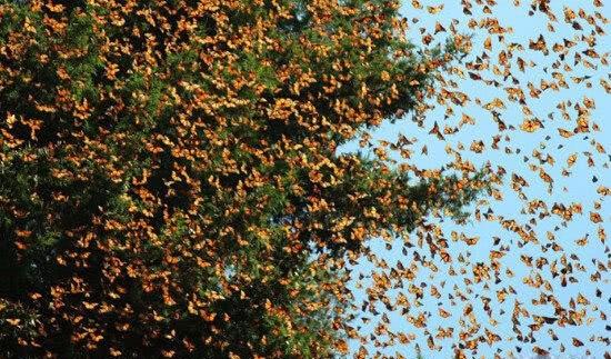 树木上长满了“金叶子”,男子走近观察后,被眼前奇观吓愣!