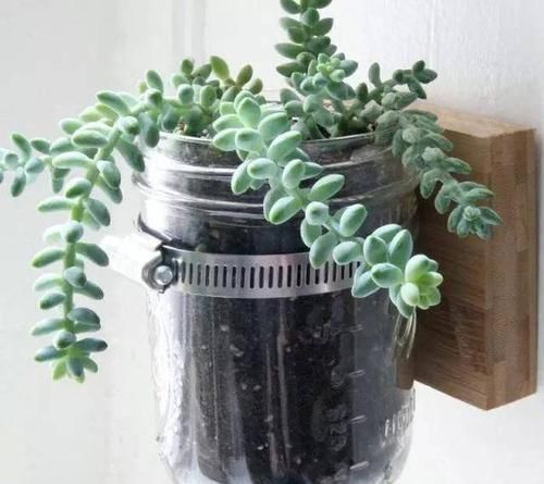  『创意』?那些独具匠心的园艺作品，给花友的创意