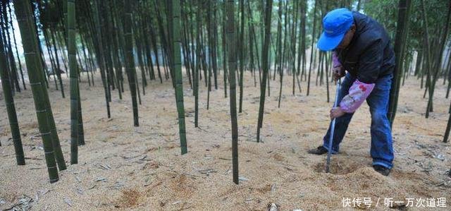 农民种竹子却不卖竹子，照样年赚50万，真是懒人也能赚大钱