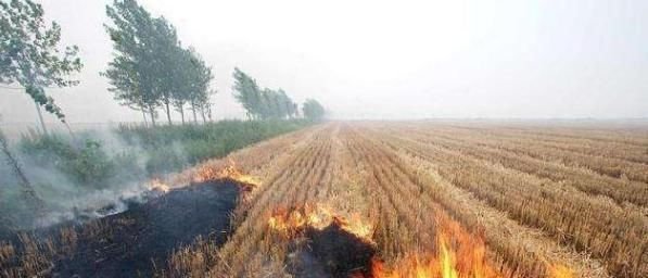  「秸秆」下个月起，农村“三不烧”成定局，前两个很容易，最后