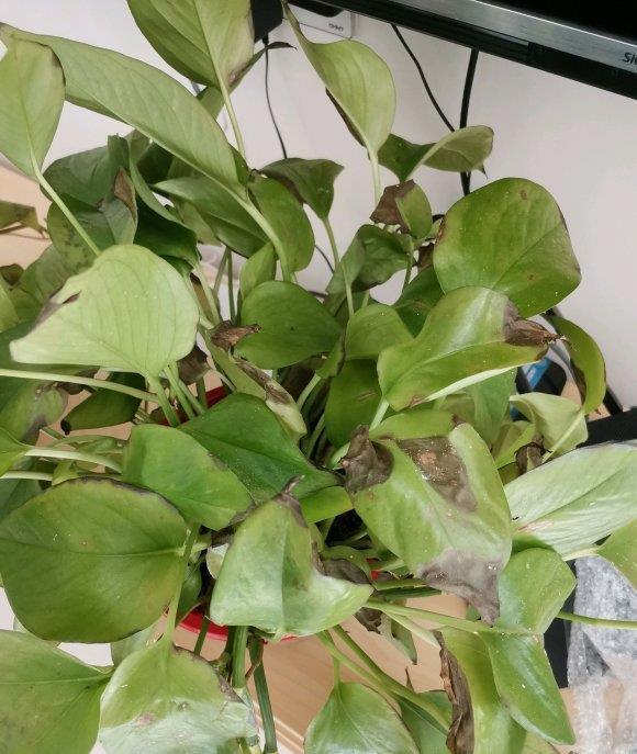  「光照」这几种绿植，见不得光，太阳一晒就黄叶，自然光反而长的旺
