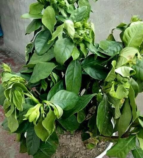  栀子花■栀子花马上要死翘翘了？给它来点“小东西”，起死回生，蹭蹭长
