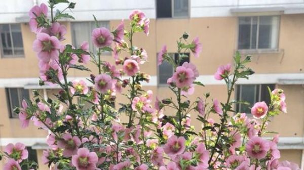  [漂亮]3种花适合新手和懒人，开花爆盆超漂亮，不用管，阳台轻松打造成花园