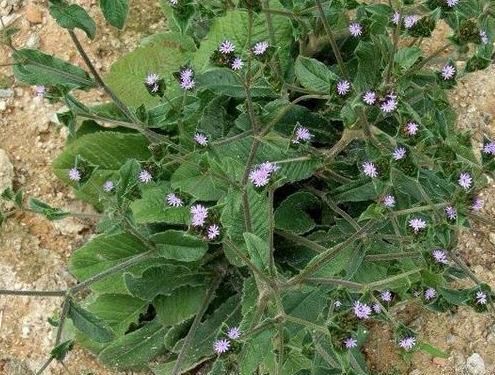 『种植』地胆头种植等技术