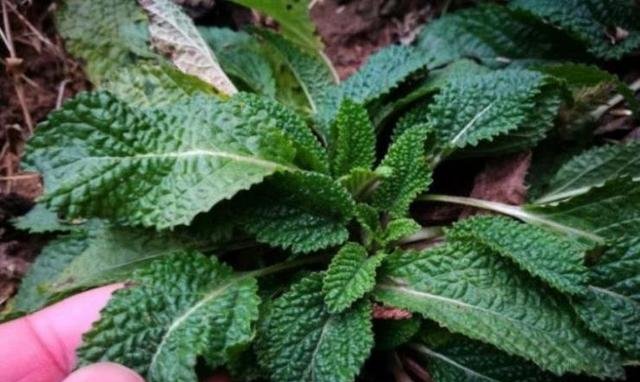 农村这野草叫做“草蛤蟆”，名字虽丑，用处可不少！