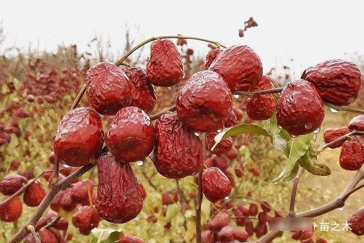  吃不完：农村一种果子，北方掉落一地吃不完没人要，而南方30块