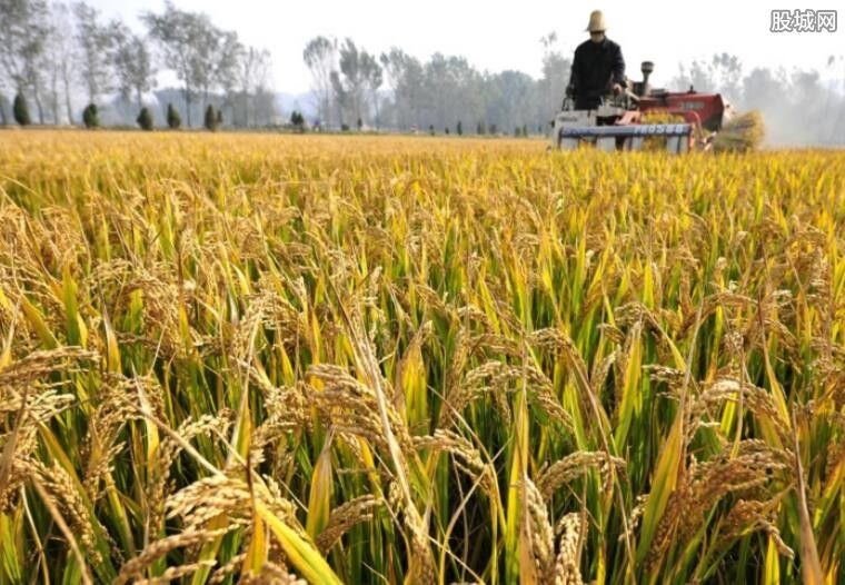 2019粮补发放时间确定 每亩补贴650元