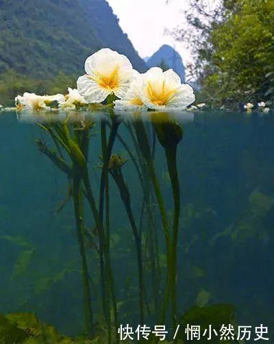 广西有一条会开花的河流, 外地人惊为奇景, 当地人却用这花做菜,
