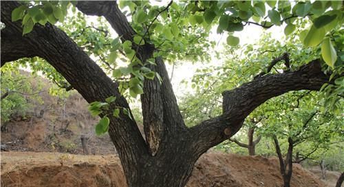  院子里种：老话说：“五树不进宅，财源滚滚来”，其中“五树”