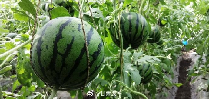  种植■西瓜“空中”挂 甘肃民勤特色种植西瓜上市了