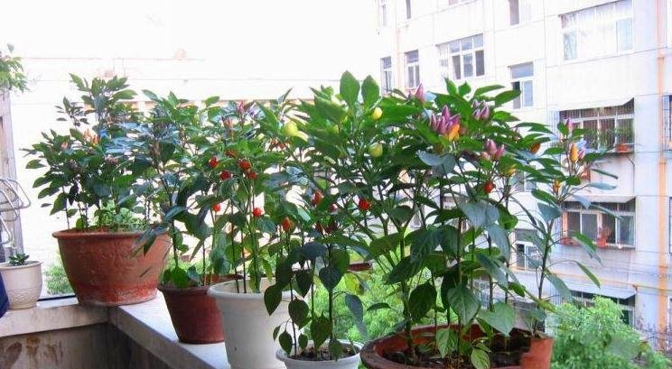  『阳光』阳台养花，就养“大花量”的，摆上两三盆都能够养成花园